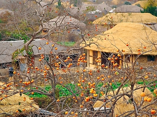포토 JPG 주간 시설물 건축물 사계절 계절 건축 고건축 한국건축 자연 한옥 주택 초가집 사람없음 야외 동양건축 가을 전라도 감나무 한옥마을 순천 국내포토 자연요소 나무 한국전통 한국 감 건물 마을 전라남도 생태계 파일형식 동양