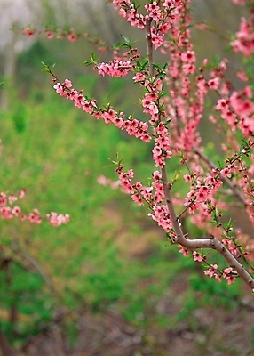 포토 JPG 주간 식물 꽃 분홍색 봄꽃 자연 근접촬영 사람없음 야외 아웃포커스 복사꽃 국내포토 자연요소 뷰포인트 컬러 촬영기법 봄 생태계 파일형식