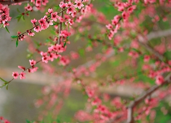 포토 JPG 주간 식물 꽃 봄꽃 자연 근접촬영 사람없음 야외 아웃포커스 복사꽃 국내포토 자연요소 뷰포인트 촬영기법 봄 생태계 파일형식
