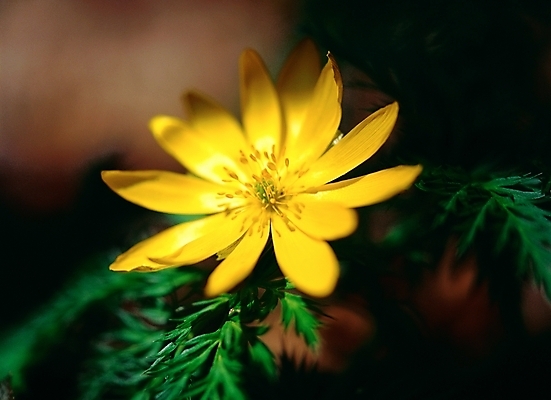 포토 JPG 주간 식물 꽃 자연 근접촬영 사람없음 야외 아웃포커스 초록색 노란색 겨울꽃 복수초 국내포토 자연요소 뷰포인트 컬러 겨울 촬영기법 생태계 파일형식