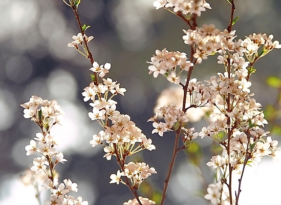 포토 JPG 주간 식물 꽃 자연 풍경 근접촬영 사람없음 야외 아웃포커스 벚꽃 흰색 국내포토 자연요소 뷰포인트 컬러 촬영기법 생태계 파일형식
