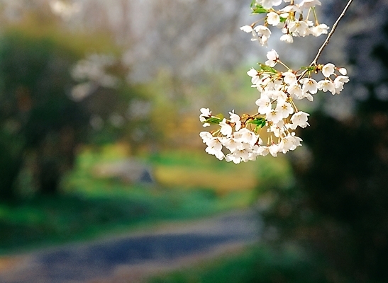 포토 JPG 주간 식물 사계절 계절 꽃 자연 근접촬영 사람없음 야외 아웃포커스 봄 벚꽃 국내포토 자연요소 뷰포인트 촬영기법 생태계 파일형식