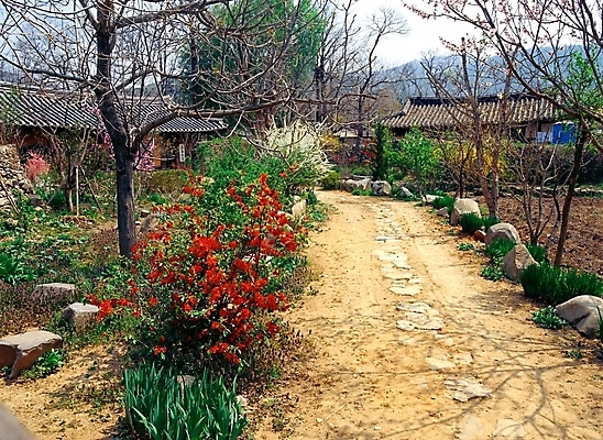 포토 JPG 주간 나무 식물 한국문화 한국전통 시설물 건축물 공원 건축 꽃 고건축 한국건축 한옥 주택 한국 기와집 풍경 사람없음 야외 빨간색 초록색 정원 동양건축 돌_바위 바위 외암리 국내포토 자연요소 동양문화 전통 공공시설 아시아 컬러 건물 파일형식 동양