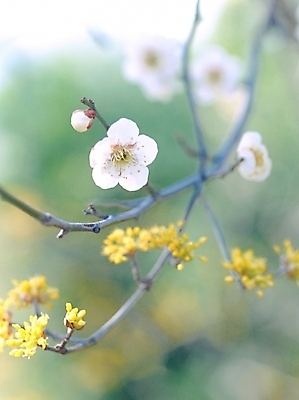 포토 JPG 주간 식물 꽃 봄꽃 자연 근접촬영 사람없음 야외 아웃포커스 노란색 봄 벚꽃 흰색 산수유 국내포토 자연요소 계절 뷰포인트 컬러 촬영기법 생태계 파일형식