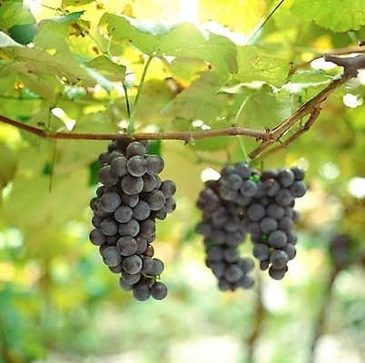 포토 JPG 주간 식물 과일 포도 근접촬영 사람없음 야외 아웃포커스 초록색 나뭇가지 덩굴 세송이 국내포토 자연요소 나무 뷰포인트 컬러 촬영기법 3 파일형식