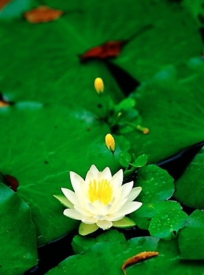 포토 JPG 주간 식물 꽃 호수 한송이 여름꽃 자연 연꽃 근접촬영 사람없음 야외 아웃포커스 초록색 노란색 백연 국내포토 자연요소 1 뷰포인트 컬러 촬영기법 생태계 송이 파일형식 여름_계절