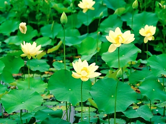 포토 JPG 주간 식물 꽃 호수 여러송이 여름꽃 자연 연꽃 사람없음 야외 초록색 노란색 백연 국내포토 자연요소 컬러 다수 생태계 파일형식 여름_계절