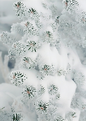 포토 JPG 주간 나무 식물 사계절 계절 꽃 겨울 자연 눈꽃 근접촬영 사람없음 야외 흰색 눈 국내포토 자연요소 뷰포인트 컬러 날씨 눈_날씨 생태계 파일형식