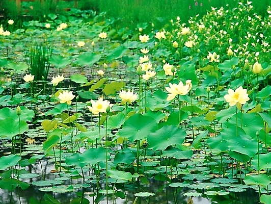 포토 JPG 주간 식물 꽃 호수 여름꽃 자연 연꽃 사람없음 야외 초록색 물 노란색 백연 국내포토 자연요소 컬러 생태계 파일형식 여름_계절