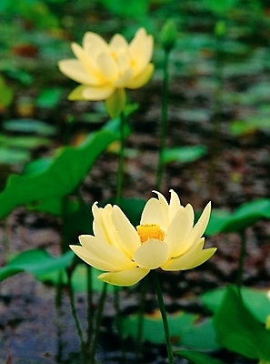 포토 JPG 주간 식물 꽃 호수 여름꽃 자연 연꽃 근접촬영 사람없음 야외 아웃포커스 초록색 물 노란색 두송이 백연 국내포토 자연요소 뷰포인트 컬러 2 촬영기법 생태계 파일형식 여름_계절