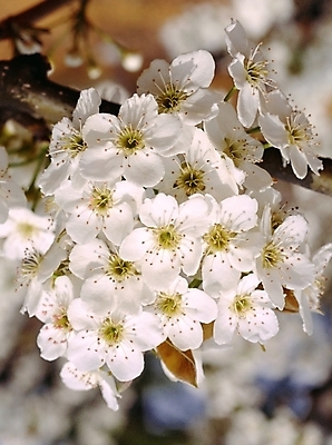 포토 JPG 주간 식물 꽃 봄꽃 자연 근접촬영 사람없음 야외 아웃포커스 흰색 나뭇가지 배꽃 국내포토 자연요소 나무 뷰포인트 컬러 촬영기법 봄 생태계 파일형식