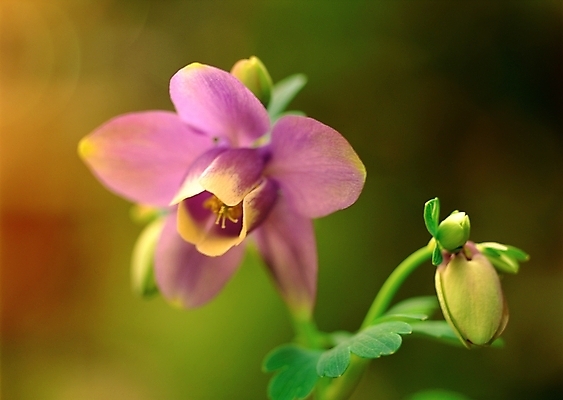 포토 JPG 주간 식물 꽃 봄꽃 자연 근접촬영 사람없음 야외 아웃포커스 초록색 보라색 매발톱꽃 국내포토 자연요소 뷰포인트 컬러 촬영기법 봄 생태계 파일형식