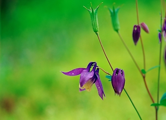 포토 JPG 주간 식물 꽃 봄꽃 자연 근접촬영 사람없음 야외 아웃포커스 보라색 매발톱꽃 국내포토 자연요소 뷰포인트 컬러 촬영기법 봄 생태계 파일형식