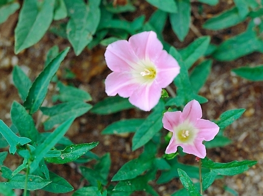 포토 JPG 주간 식물 꽃 여름꽃 자연 근접촬영 사람없음 야외 초록색 보라색 두송이 메꽃 국내포토 자연요소 뷰포인트 컬러 2 생태계 파일형식 여름_계절