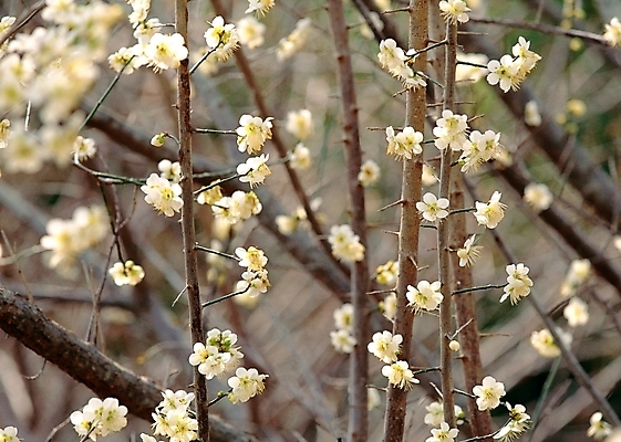 포토 JPG 주간 식물 꽃 봄꽃 자연 근접촬영 사람없음 야외 아웃포커스 매화 국내포토 자연요소 뷰포인트 촬영기법 봄 생태계 파일형식