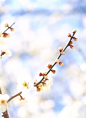 포토 JPG 주간 식물 꽃 봄꽃 자연 근접촬영 사람없음 야외 아웃포커스 매화 국내포토 자연요소 뷰포인트 촬영기법 봄 생태계 파일형식