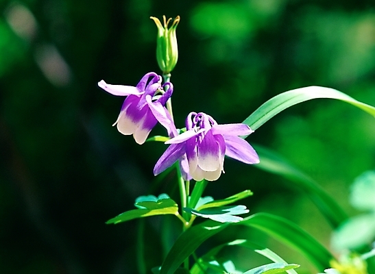 포토 JPG 주간 식물 꽃 봄꽃 자연 근접촬영 사람없음 야외 아웃포커스 초록색 보라색 두송이 매발톱꽃 국내포토 자연요소 뷰포인트 컬러 2 촬영기법 봄 생태계 파일형식