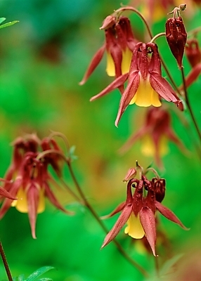 포토 JPG 주간 식물 꽃 여러송이 봄꽃 자연 근접촬영 사람없음 야외 아웃포커스 노란색 매발톱꽃 국내포토 자연요소 뷰포인트 컬러 다수 촬영기법 봄 생태계 파일형식
