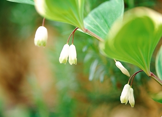 포토 JPG 주간 식물 꽃 여름꽃 자연 근접촬영 사람없음 야외 아웃포커스 초록색 흰색 매화 둥글레 국내포토 자연요소 뷰포인트 컬러 촬영기법 생태계 파일형식 여름_계절