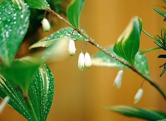 포토 JPG 주간 식물 꽃 봄꽃 자연 근접촬영 사람없음 야외 아웃포커스 초록색 흰색 매화 국내포토 자연요소 뷰포인트 컬러 촬영기법 봄 생태계 파일형식