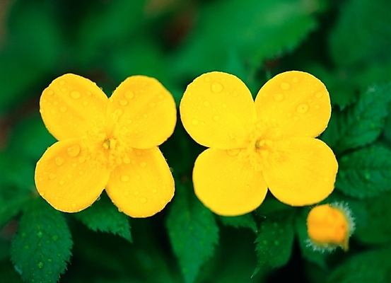 포토 JPG 주간 식물 꽃 봄꽃 자연 근접촬영 사람없음 야외 아웃포커스 초록색 노란색 두송이 동의나물 국내포토 자연요소 뷰포인트 컬러 2 촬영기법 봄 생태계 파일형식