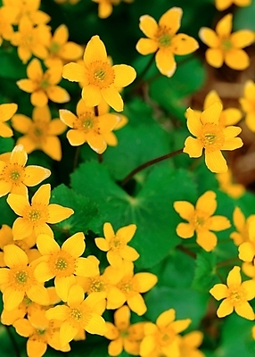 포토 JPG 주간 식물 꽃 봄꽃 자연 근접촬영 사람없음 야외 아웃포커스 초록색 노란색 동의나물 국내포토 자연요소 뷰포인트 컬러 촬영기법 봄 생태계 파일형식