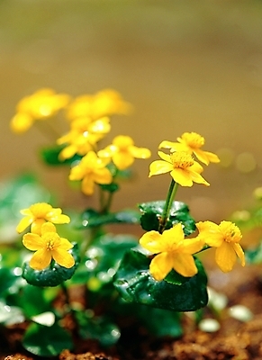 포토 JPG 주간 식물 꽃 봄꽃 자연 근접촬영 사람없음 야외 아웃포커스 초록색 노란색 동의나물 국내포토 자연요소 뷰포인트 컬러 촬영기법 봄 생태계 파일형식