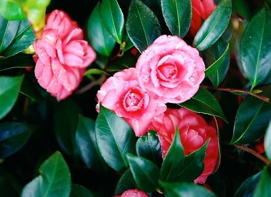 포토 JPG 주간 식물 꽃 분홍색 여러송이 자연 근접촬영 사람없음 야외 아웃포커스 초록색 겨울꽃 동백 국내포토 자연요소 뷰포인트 컬러 다수 겨울 촬영기법 생태계 파일형식