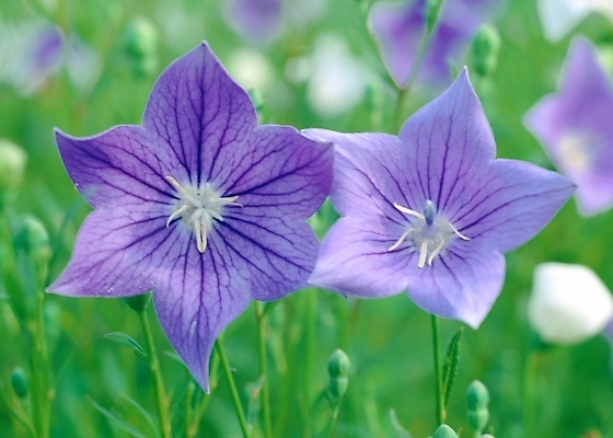 포토 JPG 주간 식물 꽃 여름꽃 자연 근접촬영 사람없음 야외 아웃포커스 도라지꽃 국내포토 자연요소 뷰포인트 촬영기법 생태계 파일형식 여름_계절