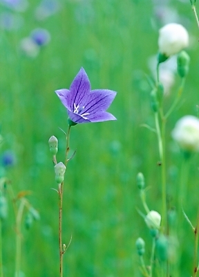 포토 JPG 주간 식물 꽃 여름꽃 자연 근접촬영 사람없음 야외 아웃포커스 도라지꽃 국내포토 자연요소 뷰포인트 촬영기법 생태계 파일형식 여름_계절