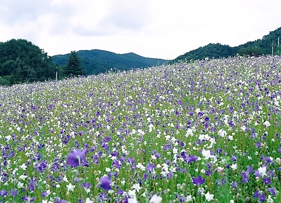 포토 JPG 주간 나무 식물 구름 꽃 여름꽃 자연 하늘 산 풍경 초원 사람없음 야외 초록색 흰색 도라지꽃 국내포토 자연요소 컬러 생태계 파일형식 여름_계절