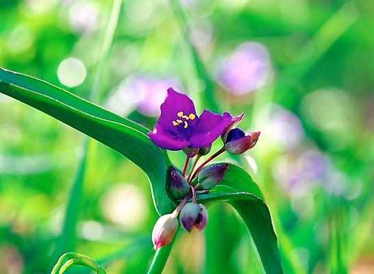 포토 JPG 주간 식물 꽃 여름꽃 자연 근접촬영 사람없음 야외 아웃포커스 초록색 노란색 보라색 달개비 닭의장풀 국내포토 자연요소 뷰포인트 컬러 촬영기법 생태계 파일형식 여름_계절