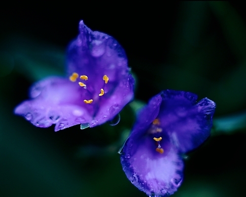 포토 JPG 주간 식물 꽃 여름꽃 자연 근접촬영 사람없음 야외 아웃포커스 파란색 노란색 달개비 닭의장풀 국내포토 자연요소 뷰포인트 컬러 촬영기법 생태계 파일형식 여름_계절