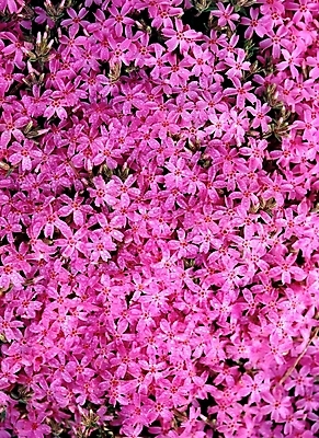 포토 JPG 주간 식물 꽃 분홍색 봄꽃 자연 근접촬영 사람없음 야외 아웃포커스 꽃잔디 지면패랭이꽃 국내포토 자연요소 뷰포인트 컬러 촬영기법 봄 생태계 패랭이꽃 파일형식