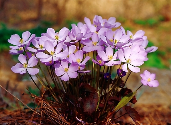 포토 JPG 주간 식물 꽃 봄꽃 자연 근접촬영 사람없음 야외 아웃포커스 깽깽이풀 국내포토 자연요소 뷰포인트 촬영기법 봄 생태계 파일형식