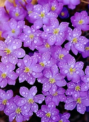 포토 JPG 주간 식물 꽃 봄꽃 자연 근접촬영 사람없음 야외 아웃포커스 보라색 물방울 이슬 깽깽이풀 국내포토 자연요소 뷰포인트 컬러 촬영기법 봄 생태계 파일형식