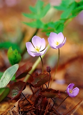 포토 JPG 주간 식물 꽃 봄꽃 자연 근접촬영 사람없음 야외 아웃포커스 초록색 보라색 깽깽이풀 국내포토 자연요소 뷰포인트 컬러 촬영기법 봄 생태계 파일형식