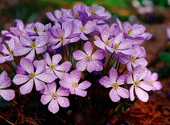 포토 JPG 주간 식물 꽃 봄꽃 자연 근접촬영 사람없음 야외 아웃포커스 보라색 이슬 깽깽이풀 국내포토 자연요소 뷰포인트 컬러 촬영기법 봄 생태계 파일형식