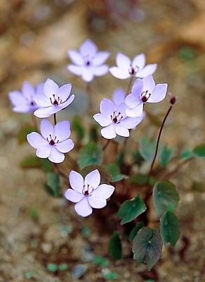 포토 JPG 주간 식물 꽃 봄꽃 자연 근접촬영 사람없음 야외 아웃포커스 초록색 깽깽이풀 국내포토 자연요소 뷰포인트 컬러 촬영기법 봄 생태계 파일형식