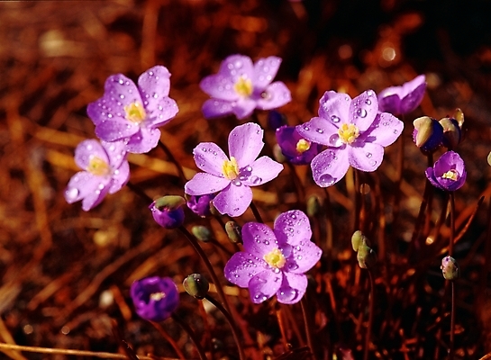 포토 JPG 주간 식물 꽃 봄꽃 자연 근접촬영 사람없음 야외 아웃포커스 보라색 물방울 이슬 깽깽이풀 국내포토 자연요소 뷰포인트 컬러 촬영기법 봄 생태계 파일형식