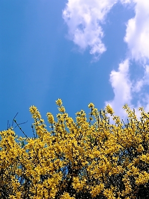 포토 JPG 주간 식물 구름 꽃 로우앵글 봄꽃 자연 하늘 사람없음 야외 노란색 봄 개나리 국내포토 자연요소 계절 뷰포인트 컬러 생태계 파일형식