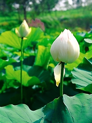 포토 JPG 주간 식물 여름꽃 자연 연꽃 근접촬영 사람없음 야외 아웃포커스 초록색 흰색 백연 국내포토 자연요소 꽃 뷰포인트 컬러 촬영기법 생태계 파일형식 여름_계절