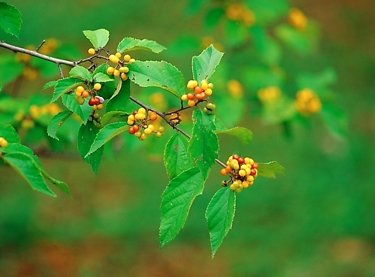 포토 JPG 주간 식물 열매 잎 자연 나뭇잎 근접촬영 사람없음 야외 아웃포커스 초록색 앵두 앵두나무 국내포토 자연요소 나무 뷰포인트 컬러 촬영기법 생태계 파일형식