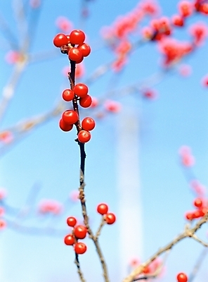 포토 JPG 주간 식물 열매 로우앵글 자연 근접촬영 사람없음 야외 아웃포커스 빨간색 앵두 국내포토 자연요소 뷰포인트 컬러 촬영기법 생태계 파일형식