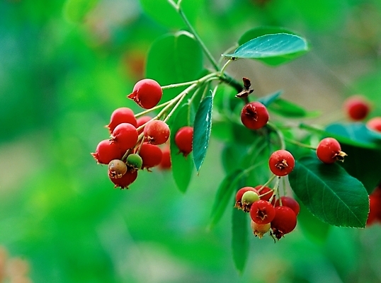 포토 JPG 주간 식물 열매 잎 자연 나뭇잎 근접촬영 사람없음 야외 아웃포커스 빨간색 앵두 국내포토 자연요소 뷰포인트 컬러 촬영기법 생태계 파일형식