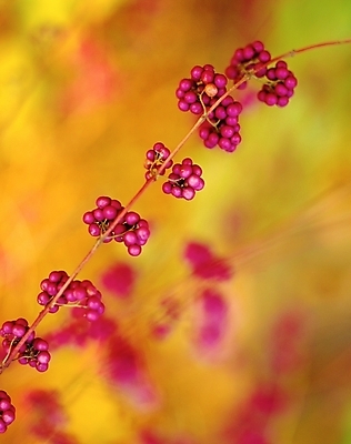포토 JPG 주간 열매 자연 근접촬영 잔디 사람없음 야외 아웃포커스 보라색 풀 이슬 국내포토 자연요소 식물 뷰포인트 컬러 촬영기법 생태계 파일형식