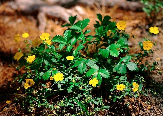 포토 JPG 주간 식물 사계절 계절 꽃 여러송이 자연 근접촬영 사람없음 야외 초록색 노란색 봄 들꽃 매미꽃 피나물 국내포토 자연요소 뷰포인트 컬러 다수 생태계 파일형식