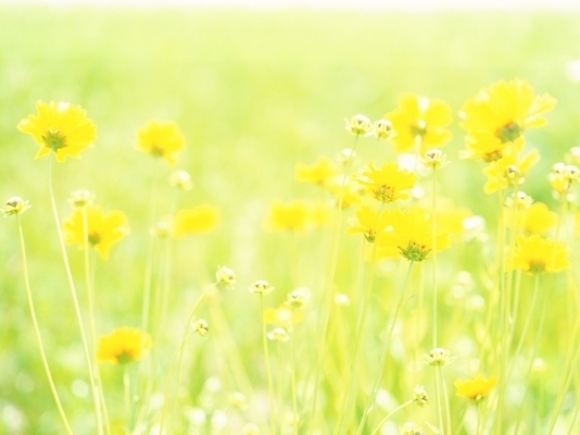 포토 JPG 주간 식물 사계절 계절 꽃 여러송이 여름꽃 자연 근접촬영 사람없음 야외 아웃포커스 노란색 봄 들꽃 금계국 국내포토 자연요소 뷰포인트 컬러 다수 촬영기법 생태계 파일형식 여름_계절