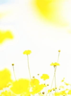 포토 JPG 주간 식물 사계절 계절 꽃 여러송이 여름꽃 자연 사람없음 야외 노란색 봄 들꽃 금계국 국내포토 자연요소 컬러 다수 생태계 파일형식 여름_계절