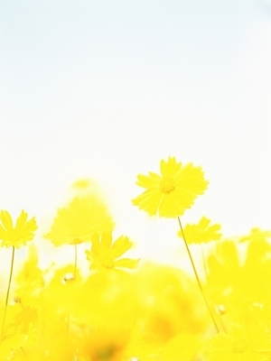 포토 JPG 주간 식물 사계절 계절 꽃 여러송이 여름꽃 자연 사람없음 야외 노란색 봄 들꽃 금계국 국내포토 자연요소 컬러 다수 생태계 파일형식 여름_계절